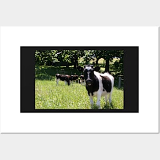 Jersey Cows Posters and Art